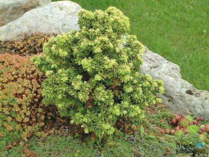 Какая у вас  елочка