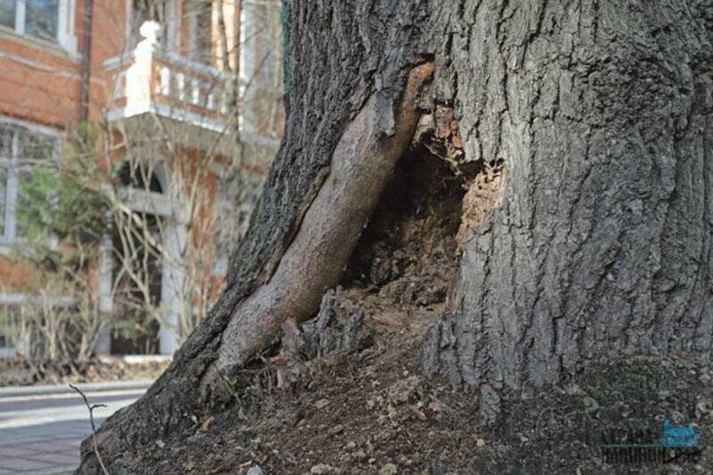 Деревья на ул.Комсомольской