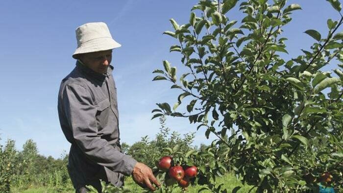 Как помочь саду  в экстремальных условиях 