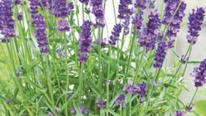 Сажаем в саду долгожителей