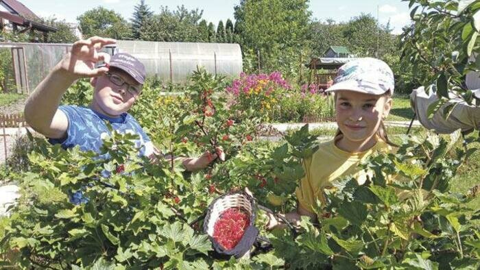 Освободите куст смородины от балласта