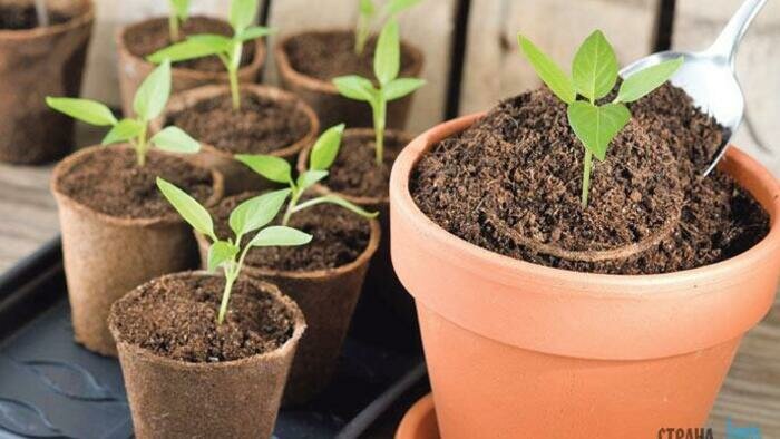 Особое меню для сеянцев 