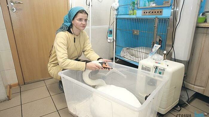 Волонтеры спасают отравленных лебедей 