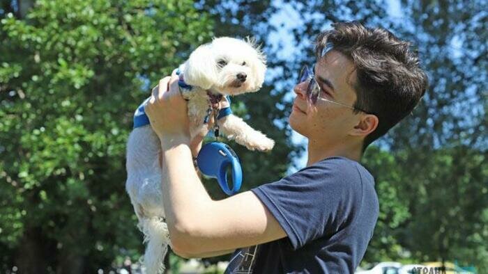 Отголосок карантина – упитанная собака