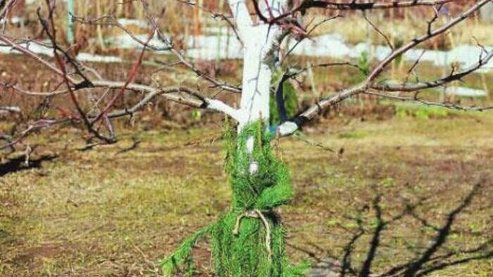 Яблоням помогут колготки