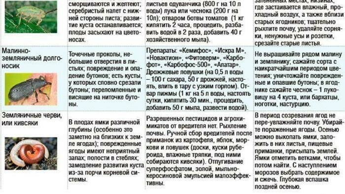 Не поливайте ягоды перед их сбором