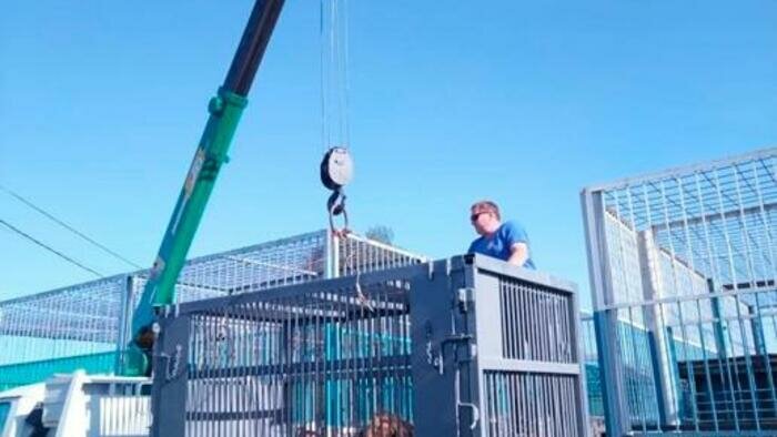 В Калининград на пароме привезли льва. Красавец Тигран поселится в зоопарке