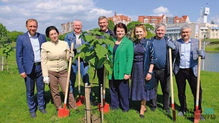 Изысканных павловний стало больше