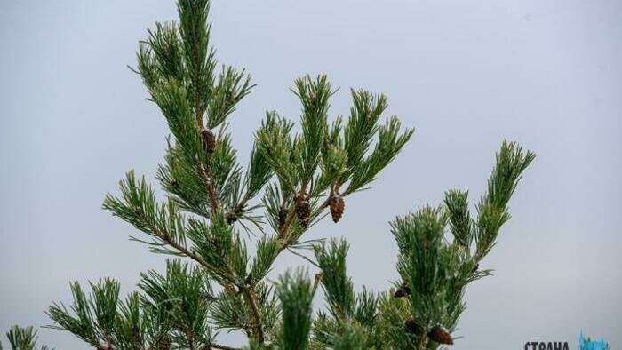 Операция «Ёлочка»: на Куршской косе ловят нарушителей. И штрафуют за вырубку деревьев