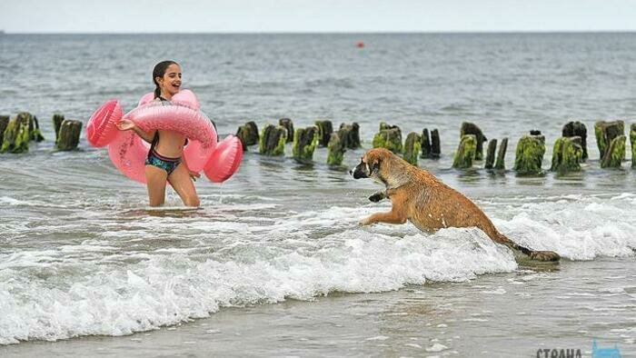 Темношерстные от жары страдают больше