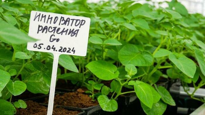 «Мираторг» в 2024 году увеличил посевные площади семенного картофеля на 67 %