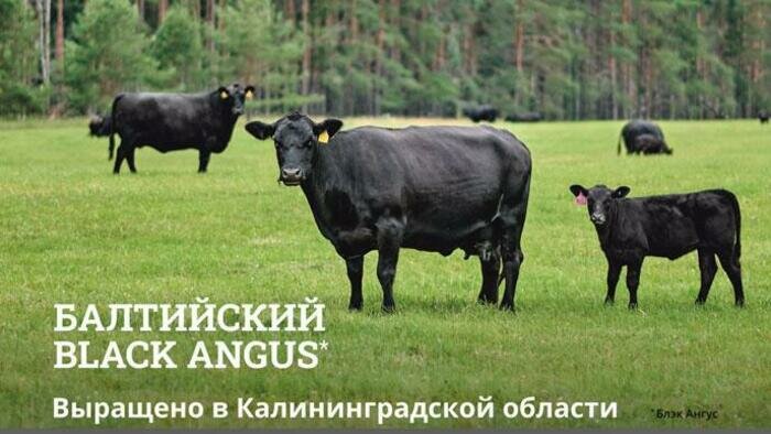 Балтийский Black Angus: шедевры из локальных ингредиентов