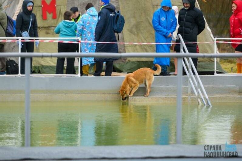Моржи в Славске. Февраль 2024