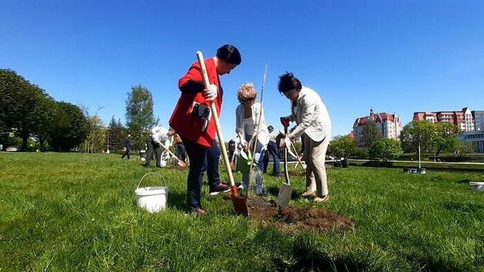 На Нижнем пруду появилась рощица павловний