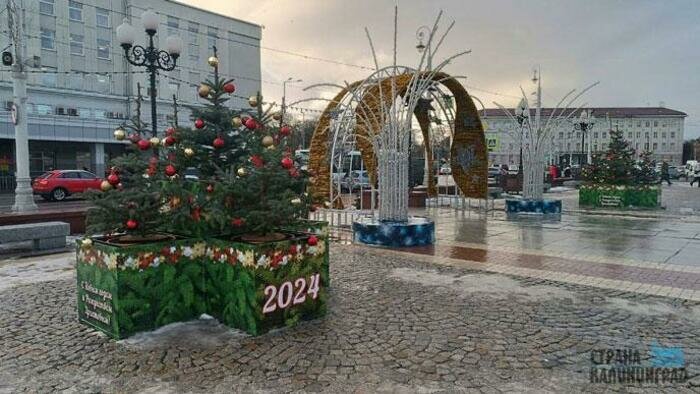 Калининградцы сами решат, куда высадить елки