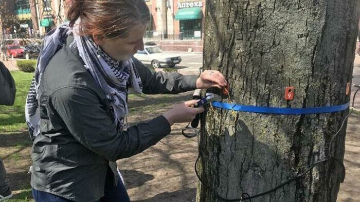 Зачем в Калининграде сканируют деревья