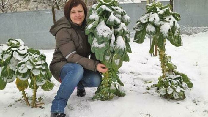 Какие овощи могут перезимовать на грядке