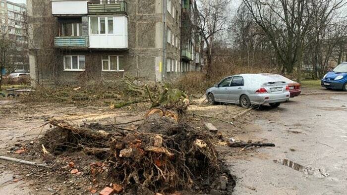 Тополь разорвал микроавтобус