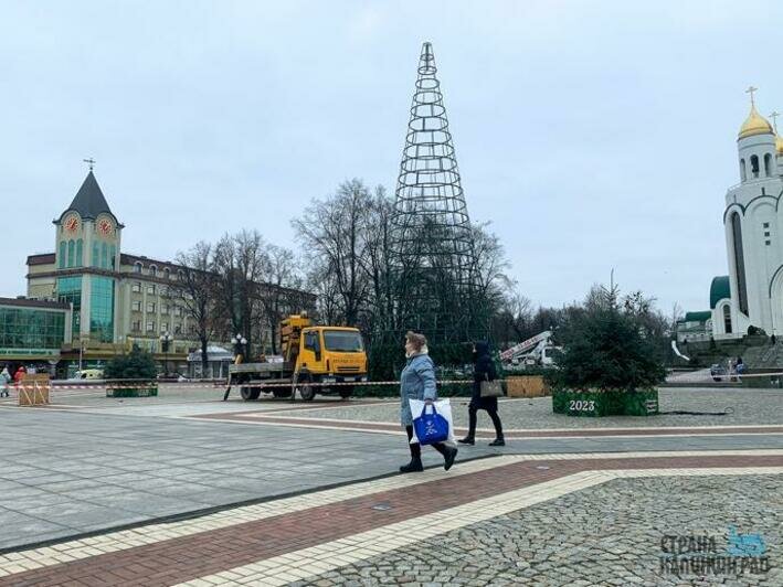 Разбор елки в Калининграде