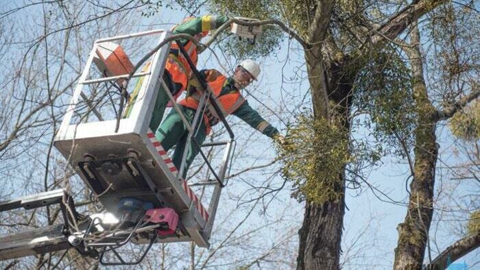 Спиленные деревья идут  на дрова для городских бань