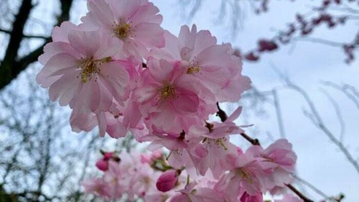 В воскресенье в Калининград снова придет лето