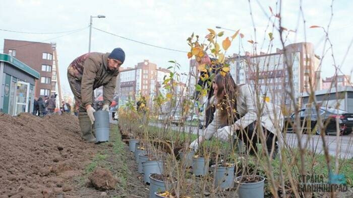 Вместо  забора - блестящий кизильник 