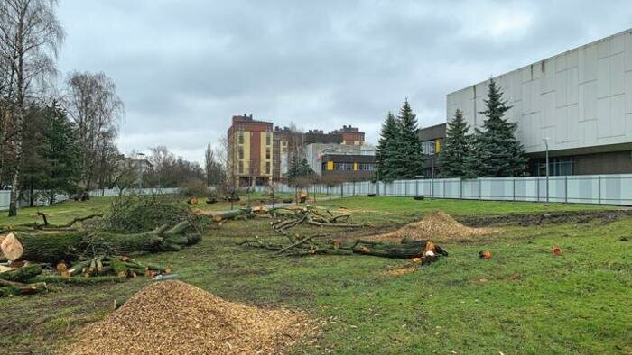На улице Невского в Калининграде - масштабная вырубка деревьев 