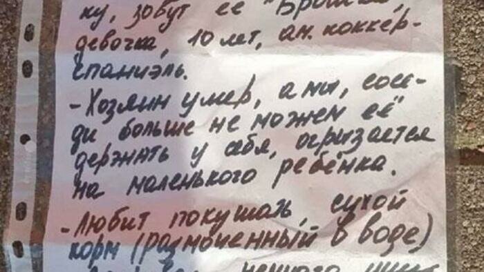 Лохматый Цезарь учится  манерам в Германии