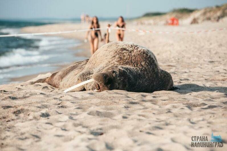 Моржиха на косе
