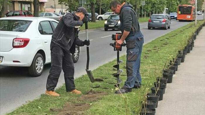 Где в Калининграде высадят деревья и кустарники   