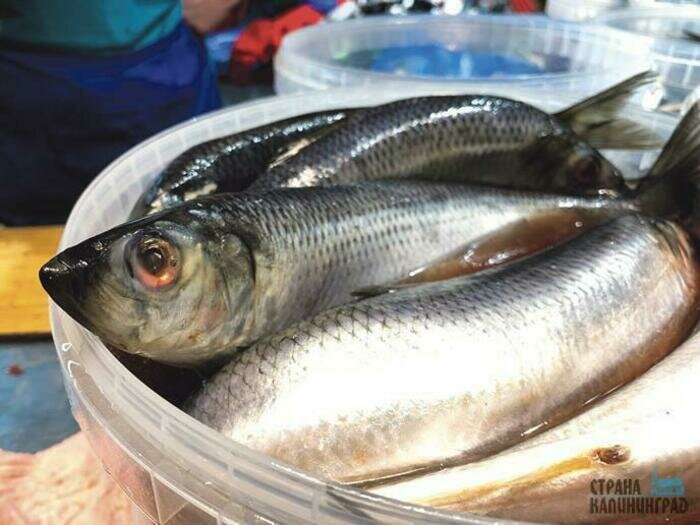 Два года назад килограмм малосолёной сельди стоил 305 рублей, сегодня его продают по 450 рублей. | Фото: архив «СК»