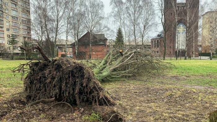 Тополь разорвал микроавтобус