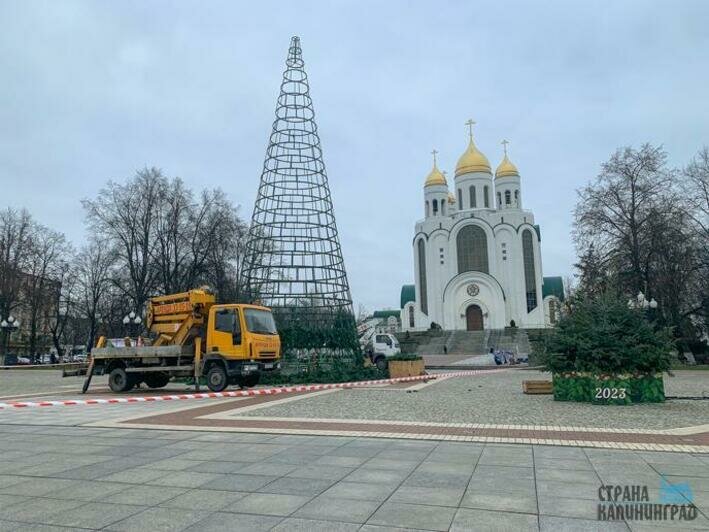 Разбор елки в Калининграде