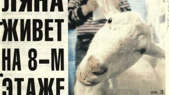 Рождество  в Кёнигсберге и коза в многоэтажке