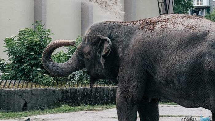 Шарлотка, торт для слона и КВН: афиша «СК» на выходные