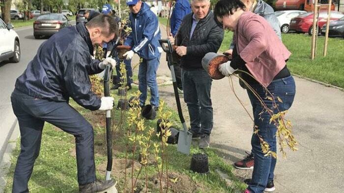Заборы вдоль дорог нужно  не строить,  а сажать 