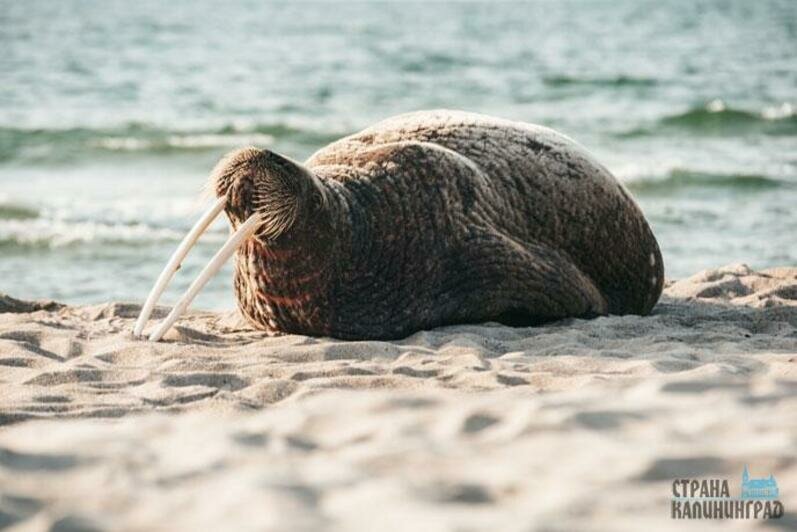Моржиха на косе