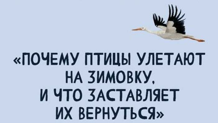 Бал, гаражная распродажа и зоолекторий: афиша «СК» на выходные