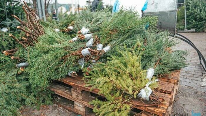 Где купить елку в Калининграде