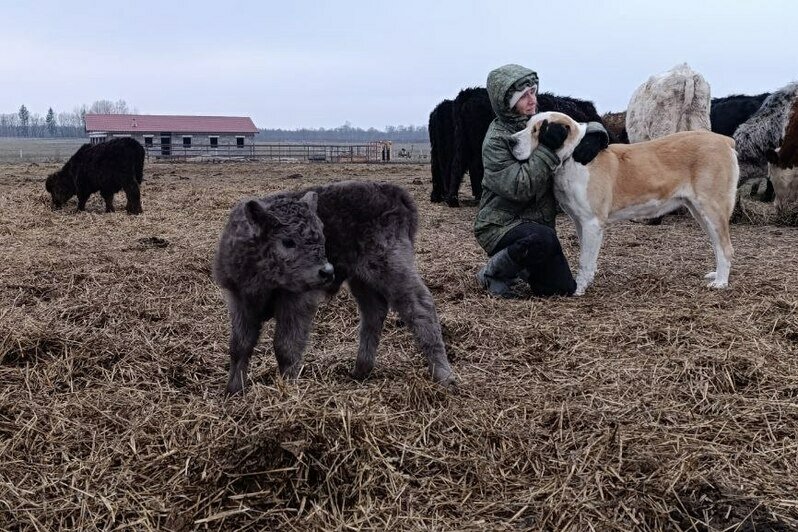 На ферме в Зеленоградском районе родился телёнок необычного окраса (фото)   - Новости Калининграда | Фото: Сергей Спехов