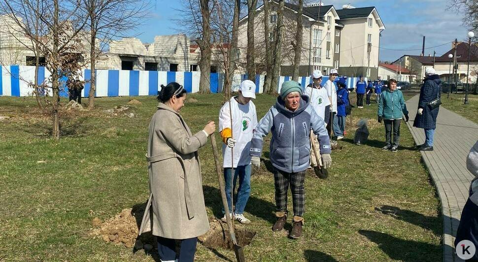 В парке Победы в Полесске высадили 80 клёнов в память о героях отечества    - Новости Калининграда | Фото: Софья Курбатова / «Клопс»