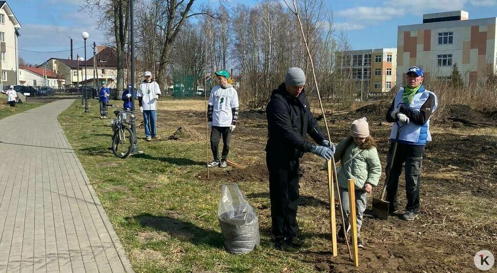 В парке Победы в Полесске высадили 80 клёнов в память о героях отечества    - Новости Калининграда | Фото: Софья Курбатова / «Клопс»