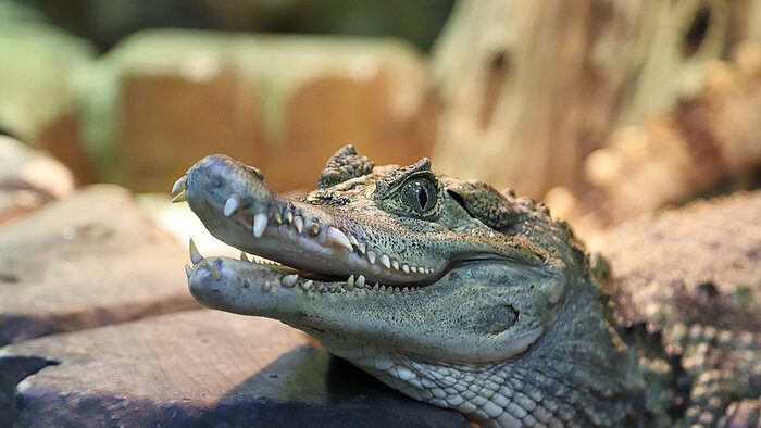 Кайман - это маленький крокодил | Фото: сообщество калининградског зоопарка «ВКонтакте» Кайман - это маленький крокодил | Фото: сообщество калининградског зоопарка «ВКонтакте»