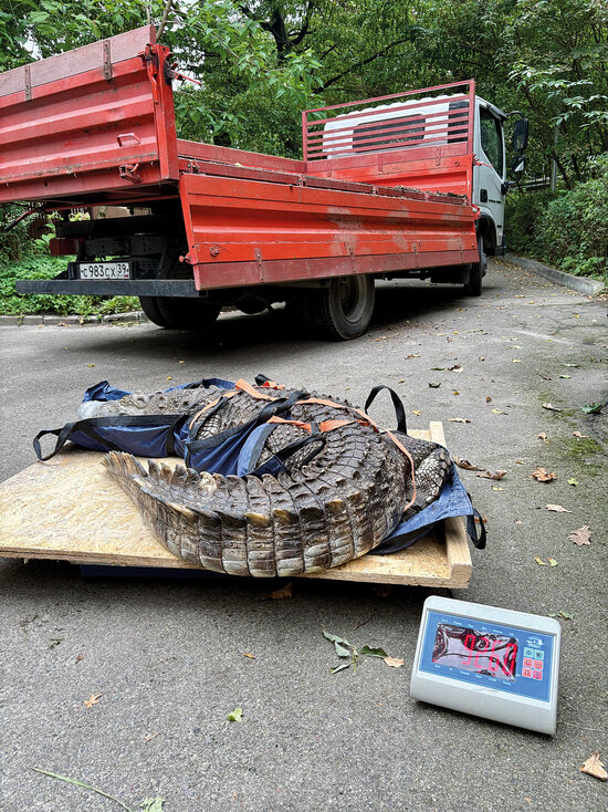 Перевозить рептилий надо аккуратно | Фото: сообщество калининградског зоопарка «ВКонтакте» Перевозить рептилий надо аккуратно | Фото: сообщество калининградског зоопарка «ВКонтакте»