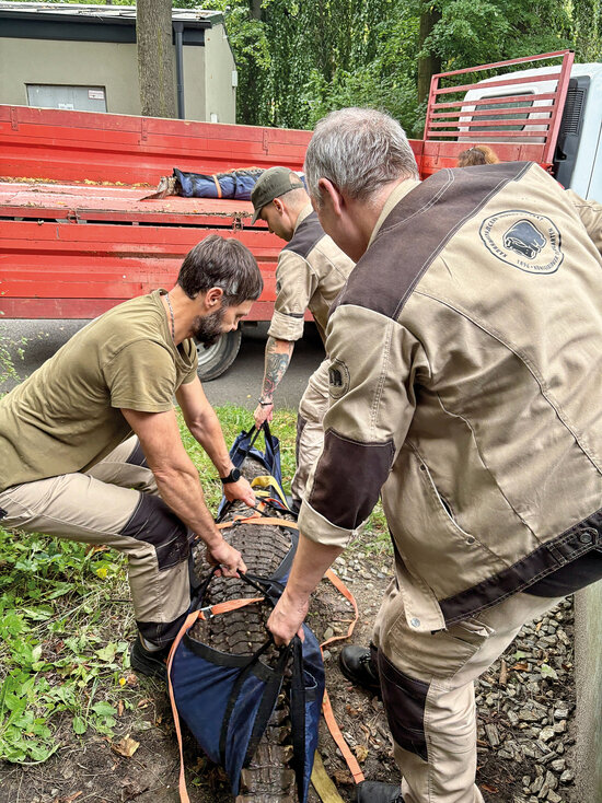 Переезд прошёл удачно  | Фото: сообщество калининградског зоопарка «ВКонтакте» Переезд прошёл удачно  | Фото: сообщество калининградског зоопарка «ВКонтакте»