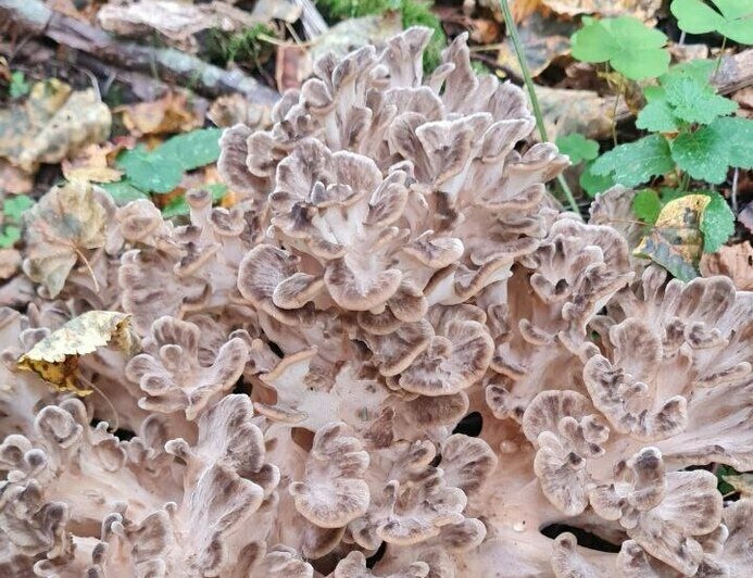 В Гвардейском и Правдинском лесах нашли вкусный гриб, который нельзя собирать (фото)  - Новости Калининграда | Фото: «Грибная банда Калининграда»