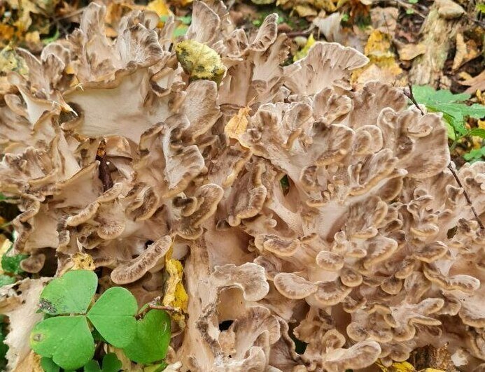 В Гвардейском и Правдинском лесах нашли вкусный гриб, который нельзя собирать (фото)  - Новости Калининграда | Фото: «Грибная банда Калининграда»