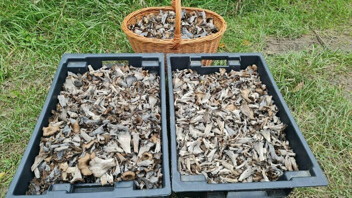 В Гвардейском и Правдинском лесах нашли вкусный гриб, который нельзя собирать (фото)  - Новости Калининграда | Фото: «Грибная банда Калининграда»