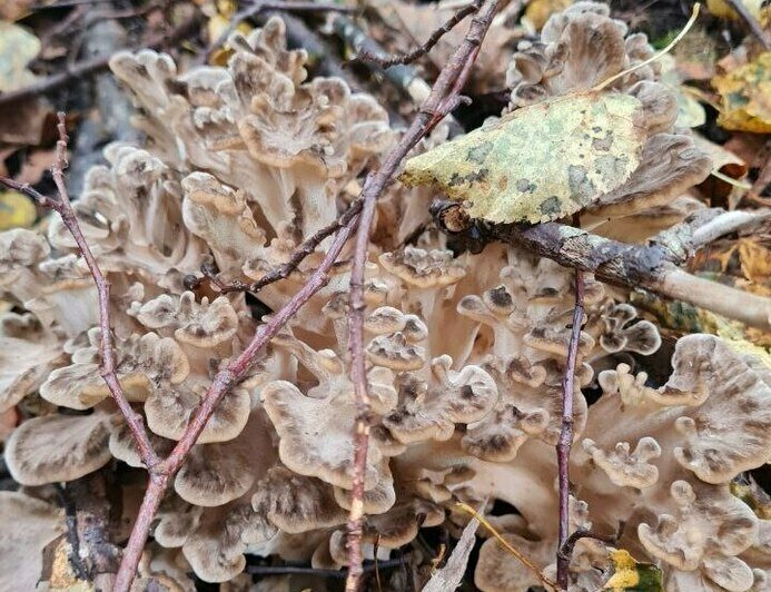 В Гвардейском и Правдинском лесах нашли вкусный гриб, который нельзя собирать (фото)  - Новости Калининграда | Фото: «Грибная банда Калининграда»