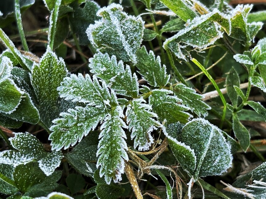 Фото дня: первый осенний иней в Калининграде   - Новости Калининграда | Фото: Александр Подгорчук / «Клопс»